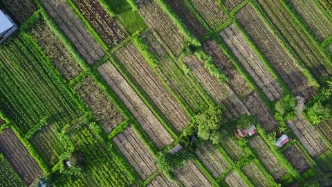 Rice Terrace And Road - Close View - Bali Stock Footage