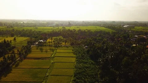 Rice Terrace bali 2 Stock Footage 106695352