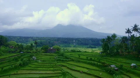 Rice terrace Bali Stock Footage 240908004