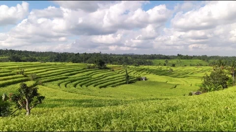 Rice terrace in Bali Vídeos de archivo 244924643
