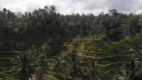 Rice terrace Bali Indonesia Stock Footage