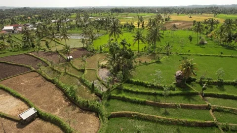 Rice terrace with coconut tree Stock Footage 169685462