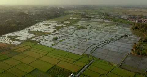 Rice Terrace at different stages of maturation, Ubud. Drone view of Bali. Stock Footage 251893053
