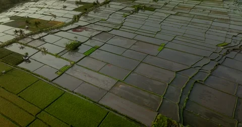 Rice Terrace at different stages of maturation, Ubud. Drone view of Bali. Stock Footage 251972997
