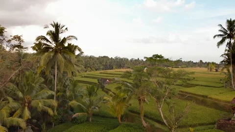 Rice terrace from drone Stock Footage 89714501