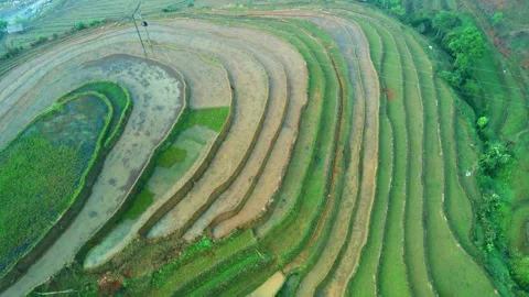 Rice terrace drone  Patterns of lush colorful paddy fields patch-worked Stock Footage 237904130