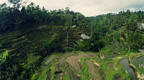 Rice terrace fields in Bali Stock Footage 65380724
