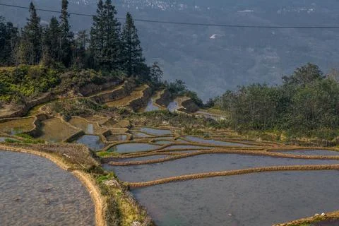 Rice terrace fields from the ground. Water-filled rice paddies, Yuanyang, Y.. Stock Photos