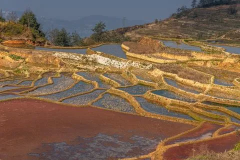 Rice terrace fields from the ground. Water-filled rice paddies covered with r Stock Photos