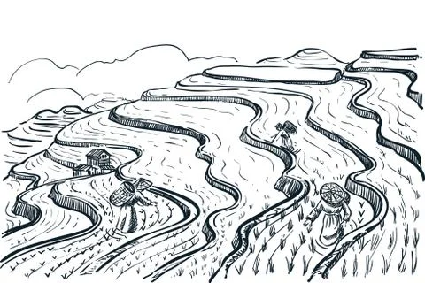 Rice terrace fields landscape, vector sketch illustration. Asian agriculture Stock Illustration