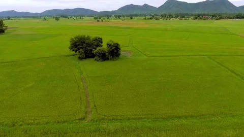 Rice terrace fields or Ladder rice field in aerial view at Pabongpeang Maejam Stock Footage 256726425