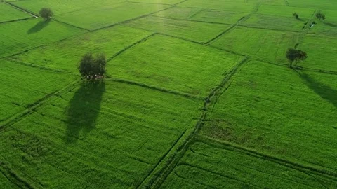 Rice terrace fields or Ladder rice field in aerial view at Pabongpeang Maejam Stock Footage 256734745