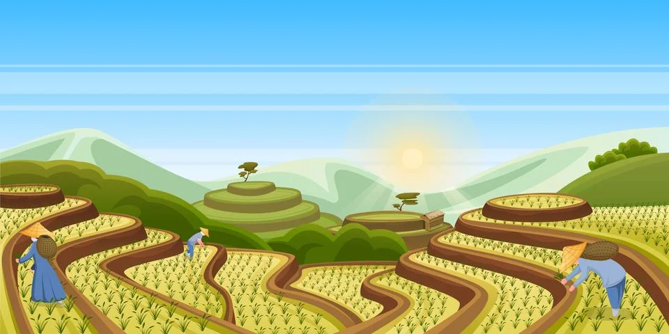 Rice terrace fields, vector landscape illustration. Asian harvesting agricult Stock Illustration