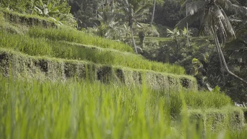 RICE TERRACE FOCUS PULL 1- TWO SHOT VARIATIONS 1080P 23.98 Stock Footage 104154401