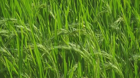 Rice terrace Stock Footage 10735336