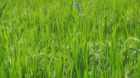 Rice terrace Stock Footage 10735342