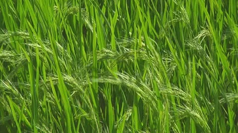 Rice terrace Stock Footage 10738365