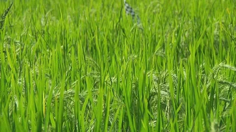 Rice terrace Stock Footage 10738379