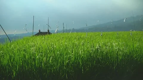 Rice terrace Stock Footage 10738391