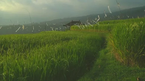 Rice terrace Stock Footage 10738396