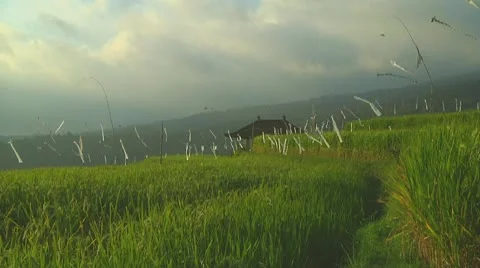 Rice terrace Stock Footage 10738411