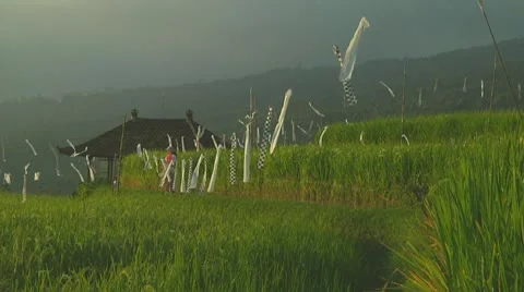 Rice terrace Stock Footage 10738443