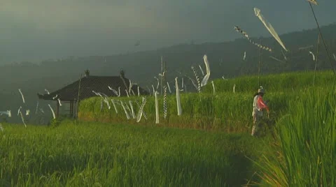 Rice terrace Stock Footage 10738460