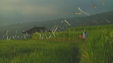 Rice terrace Stock Footage 10738468