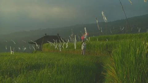 Rice terrace Stock Footage 10738474