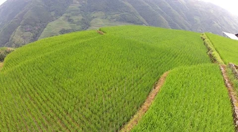 Rice Terrace Stock Footage 52193605