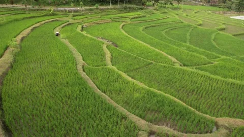 Rice terrace Stock Footage 169684010