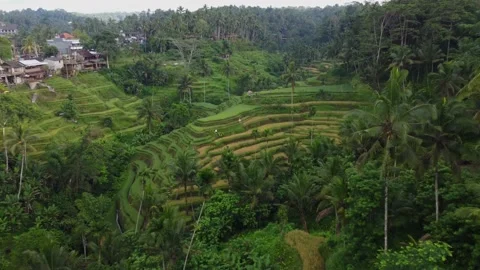 Rice Terrace Stock Footage 235150201