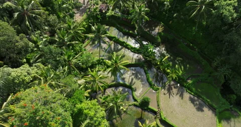Rice terrace green fields Bali aerial drone view sunny morning Stock Footage 308586744