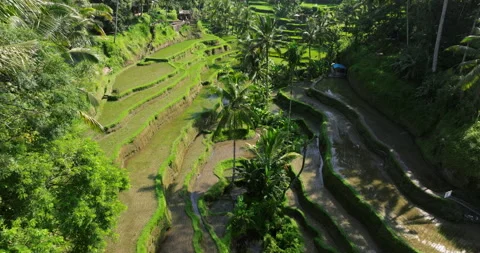 Rice terrace green fields Bali aerial drone view sunny morning Stock Footage 310162195