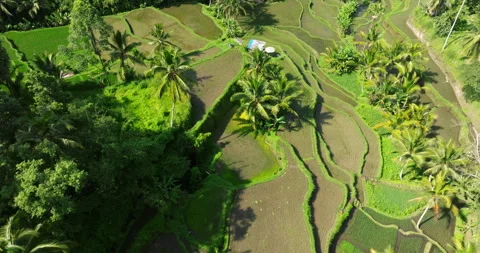 Rice terrace green fields Bali aerial drone view sunny morning Stock Footage 312869755