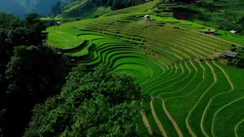 Rice terrace magical patterns, Mu Cang Chai, Vietnam. Stock Footage 342317401