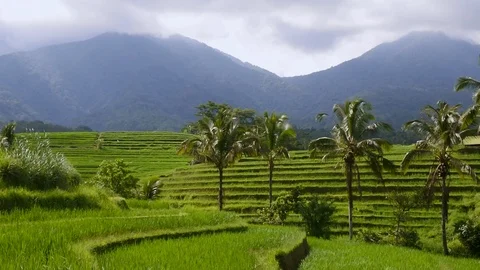 Rice terrace with mountains view Stock Footage 109057972
