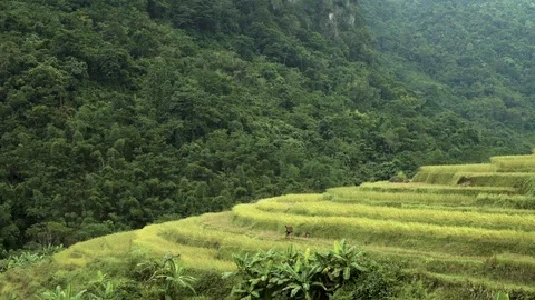 Rice Terrace Northern Vietnam Stock Footage