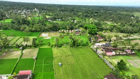 Rice terrace overlook, patchwork fields, palm lines and village landscape Stock Footage 331747390