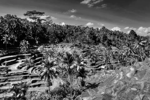 Rice Terrace Stock Photos