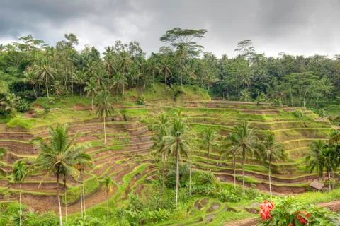 Rice Terrace Stock Photos