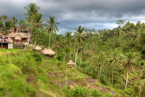 Rice Terrace Stock Photos