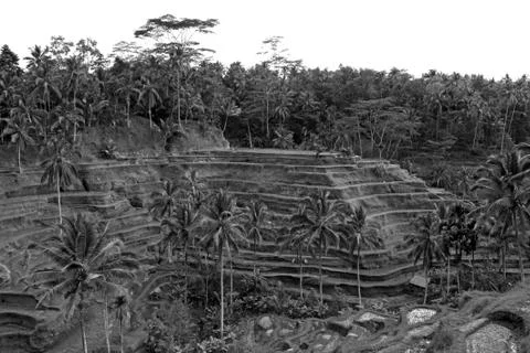 Rice Terrace Stock Photos