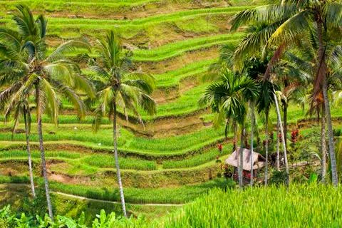 Rice Terrace Stock Photos