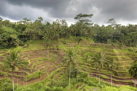 Rice Terrace Stock Photos