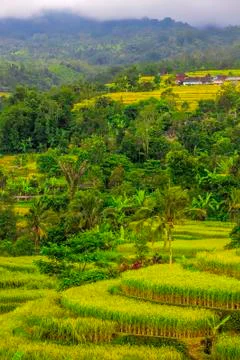 Rice Terrace Stock Photos