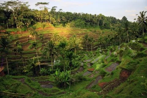 Rice Terrace Stock Photos