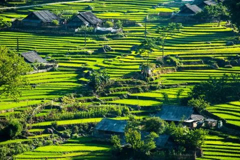 Rice Terrace Stock Photos