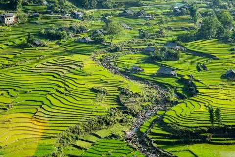 Rice Terrace Stock Photos
