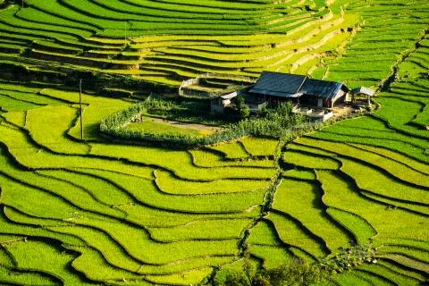 Rice Terrace Stock Photos